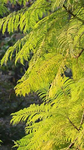 強(qiáng)輝新品木紋系列 | 用自然“森”呼吸，演繹生活的原生態(tài)之美(圖4)